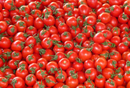 免费短信轰炸机试用